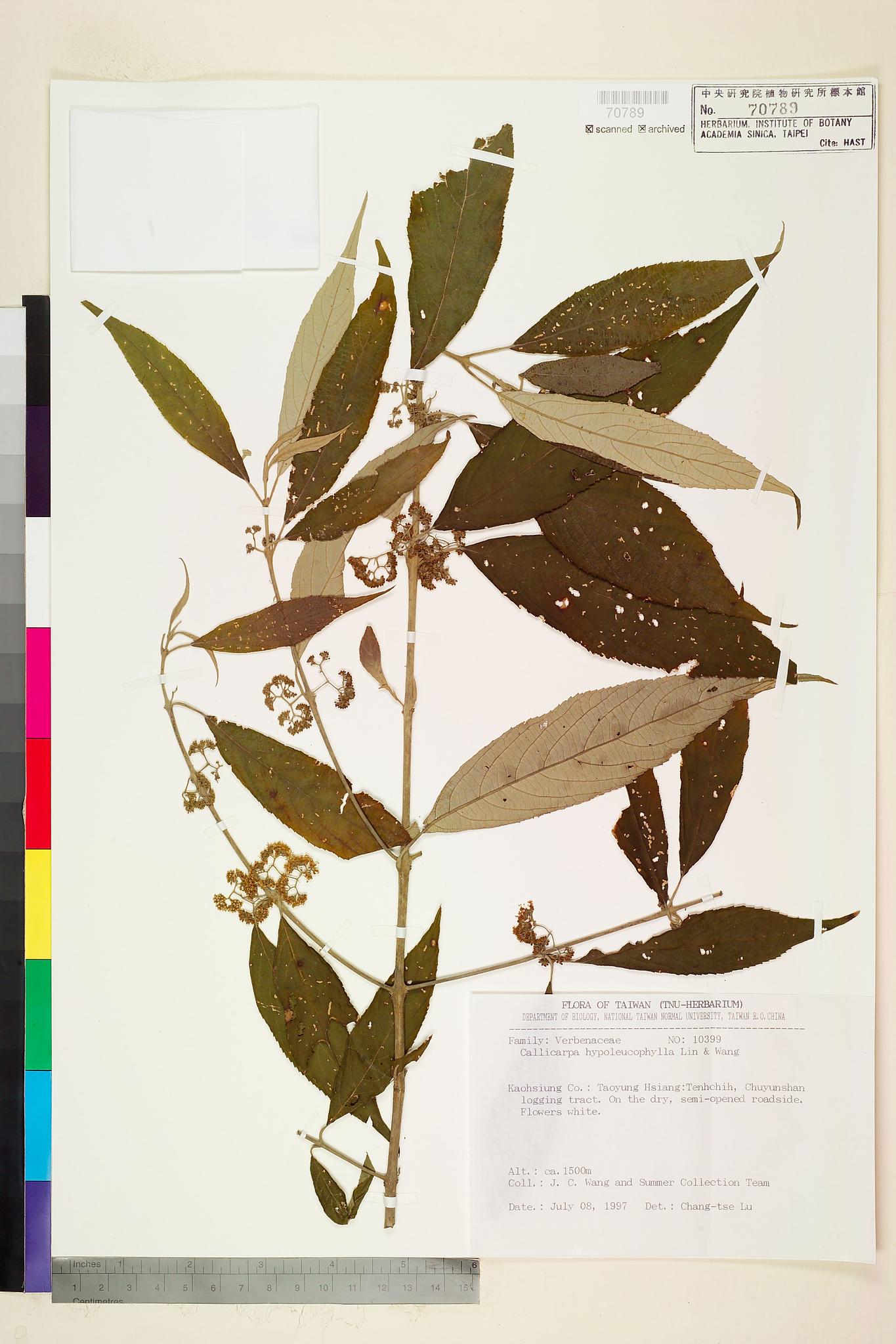 Sample image for viewer