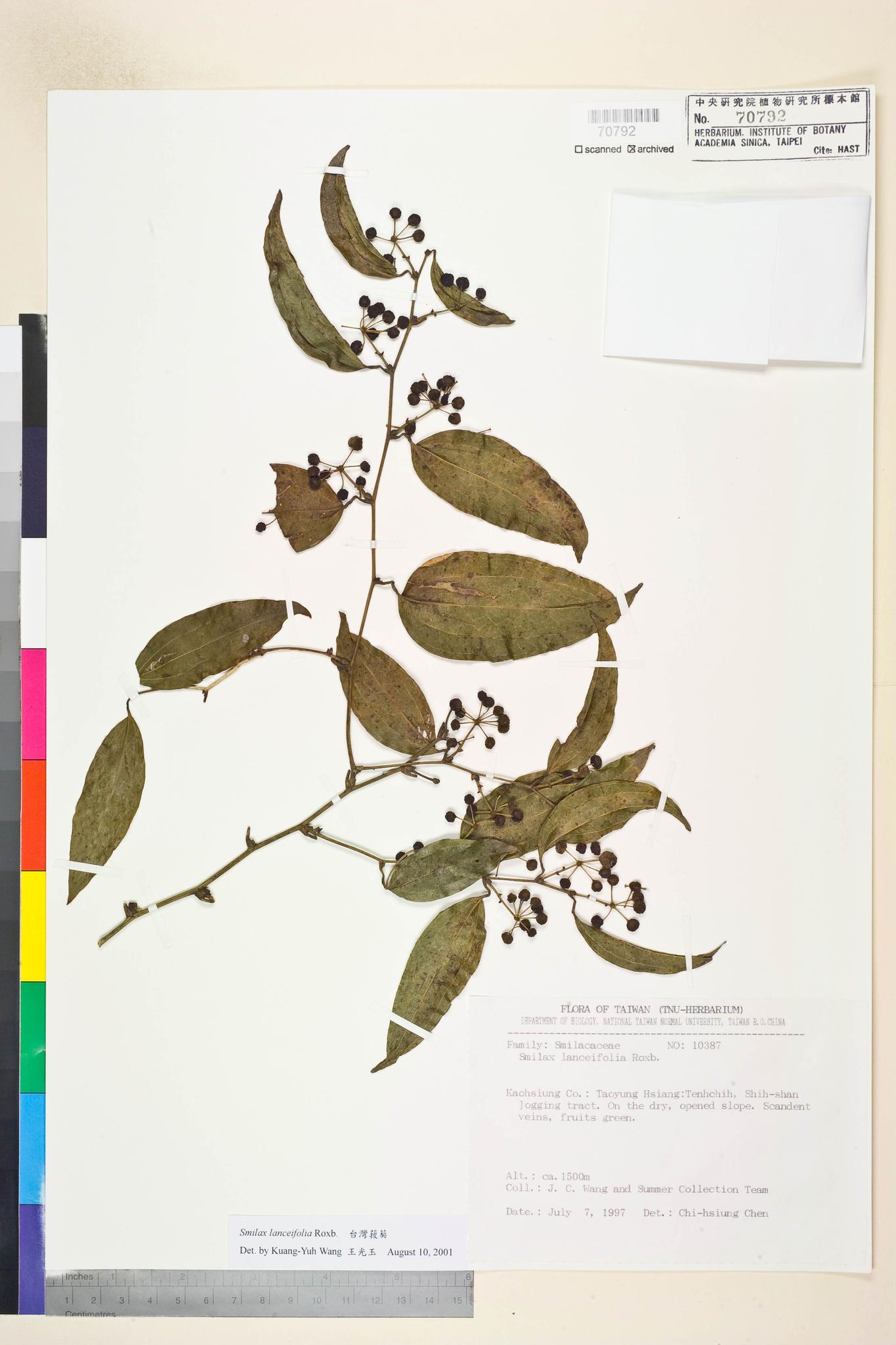 Sample image for viewer