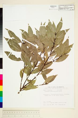 Cinnamomum insularimontanum Hayata