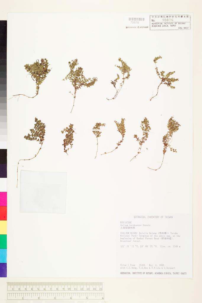 <Unit #26417 Peng, Ching-I | 彭鏡毅 | 15468:: | Galium tarokoense Hayata>