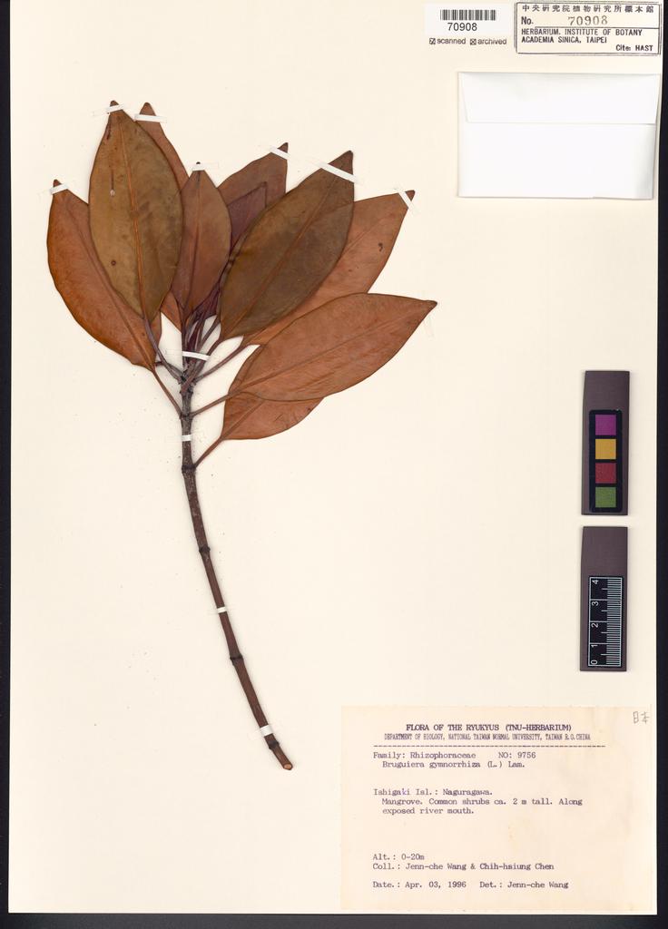 <Unit #113175 Wang, Jenn-Che | 王震哲 | 9756:: | Bruguiera gymnorrhiza (L.) Lam.>