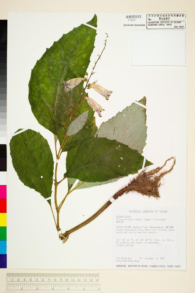 <Unit #6469 Kao, Yui-Ching | 高瑞卿 | 70:: | Titanotrichum oldhamii (Hemsl.) Solereder>