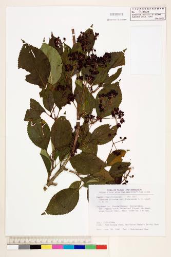 Viburnum plicatum Thunb. var. formosanum Y. C. Liu & C. H. Ou
