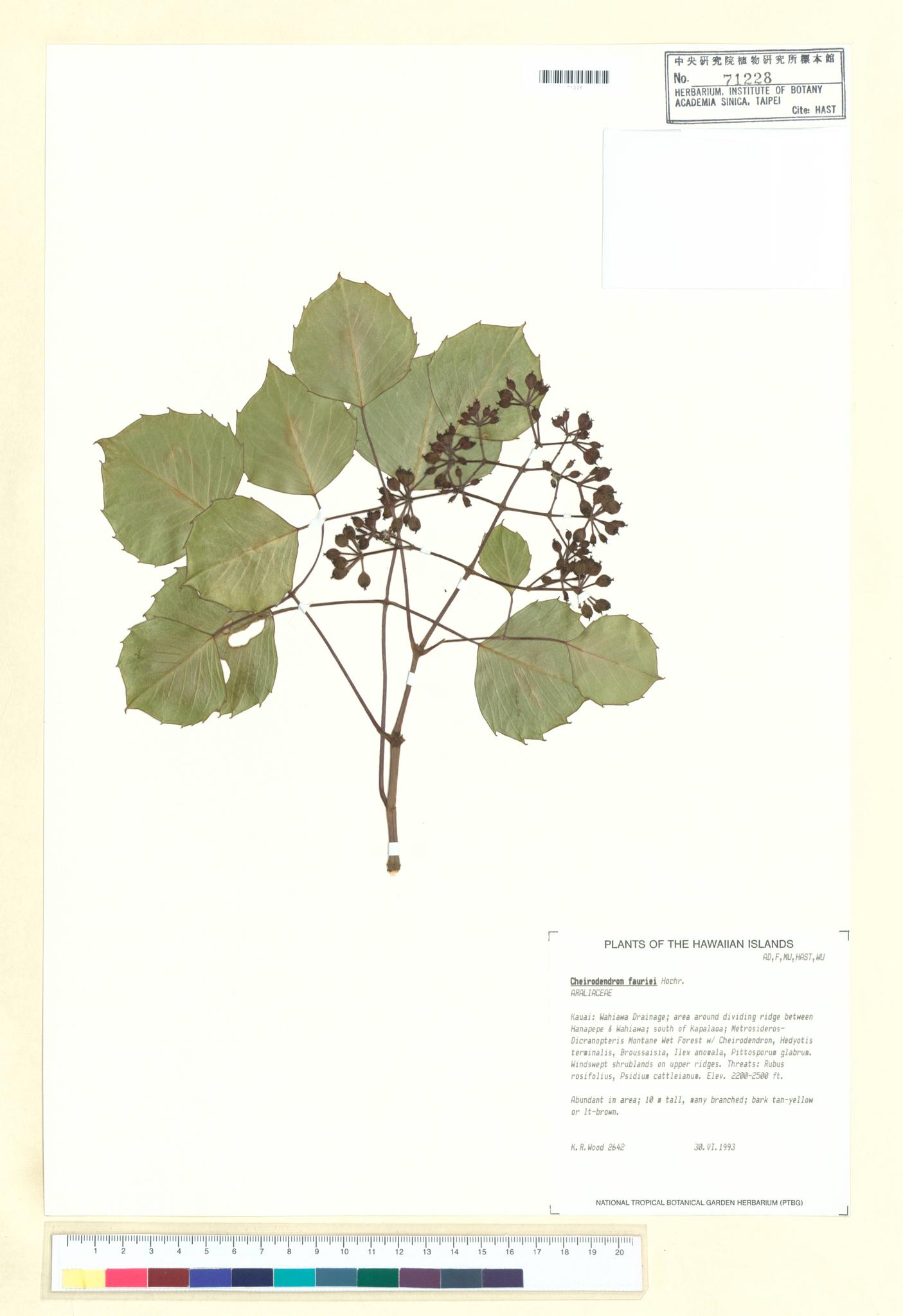 Sample image for viewer