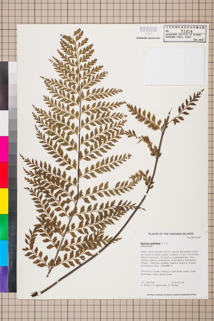 <Unit #129980 Wood, K. R. |  | 5514:: | Asplenium acuminatum Hook. & Arn.>