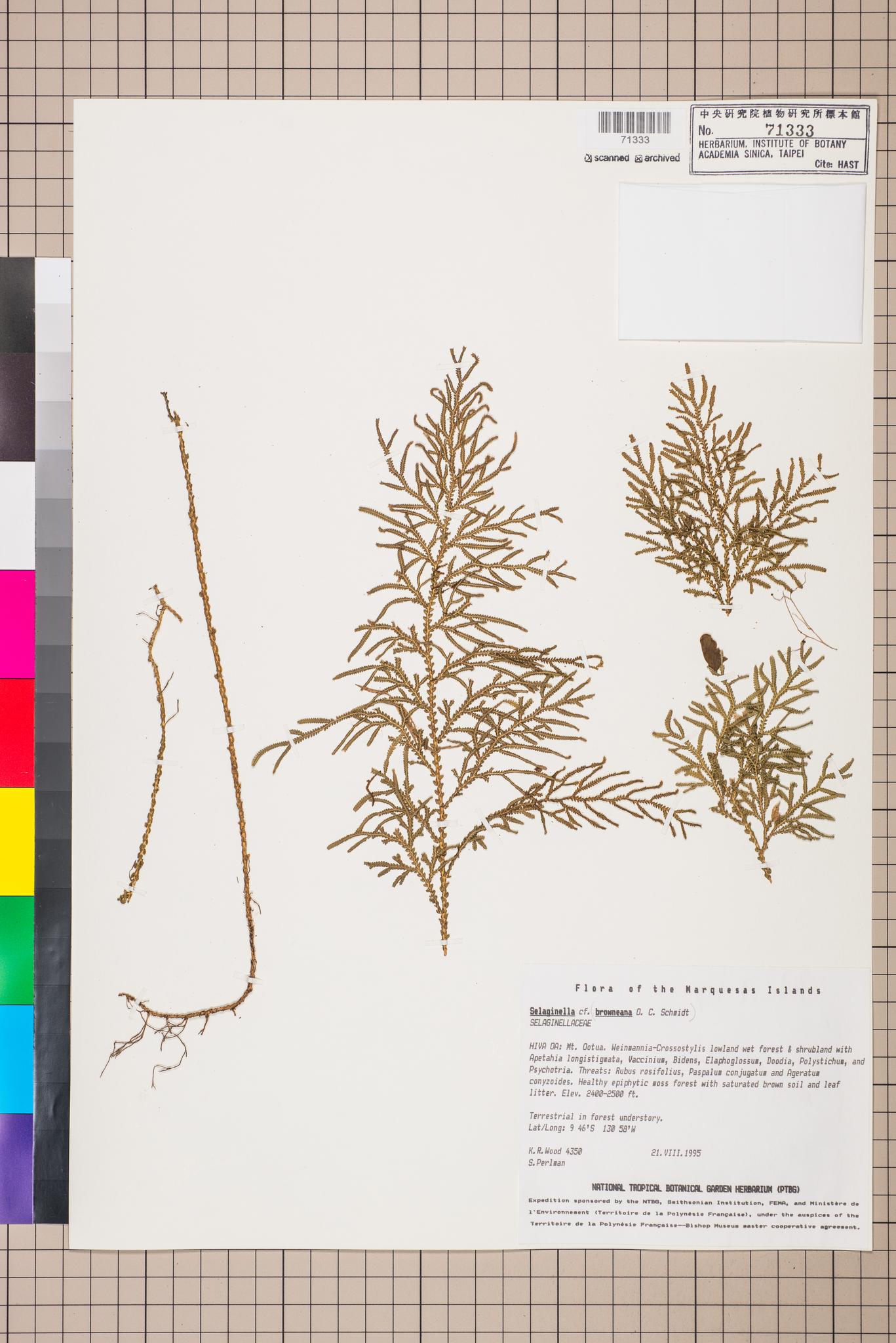 Sample image for viewer