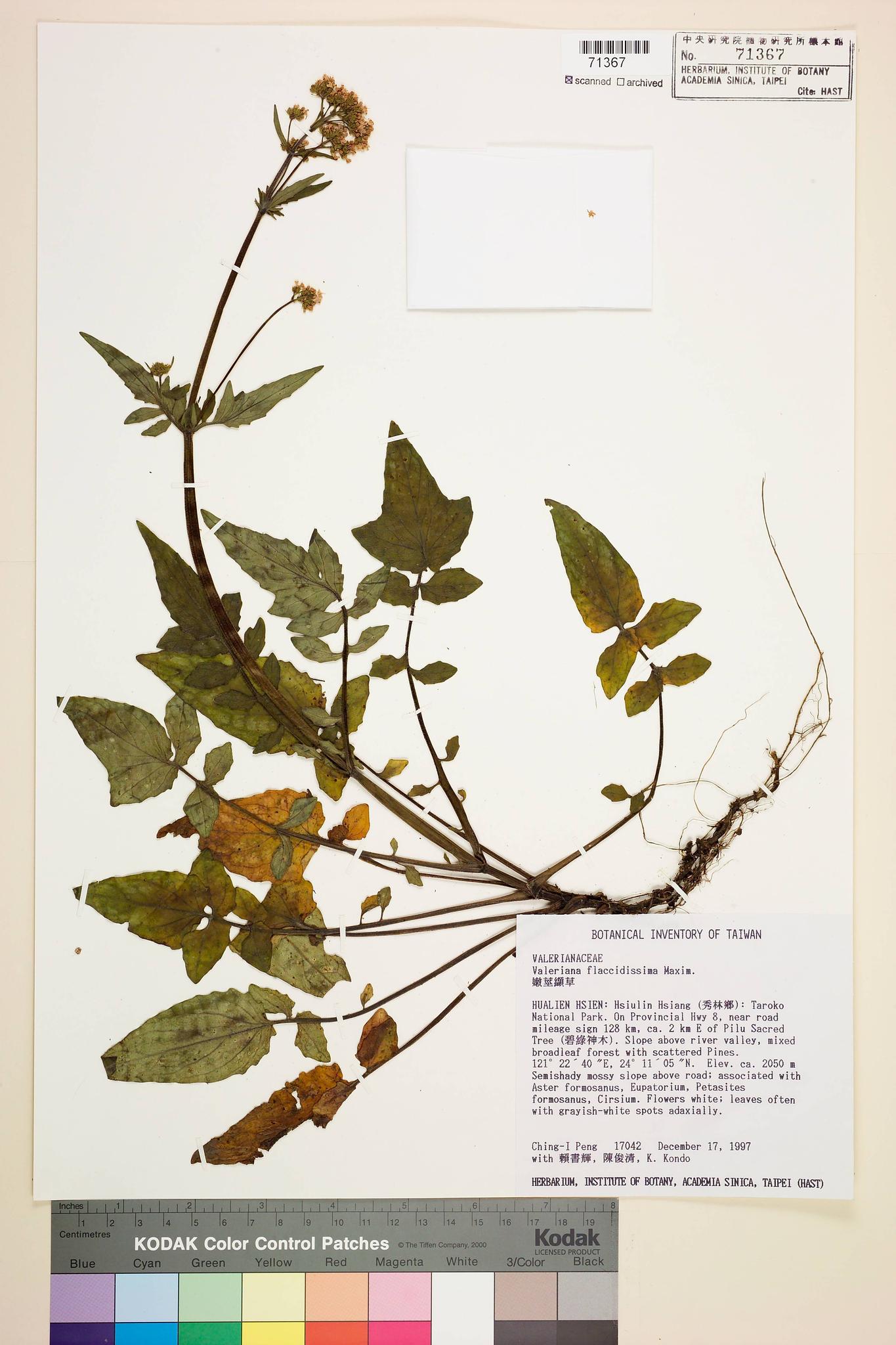 Sample image for viewer