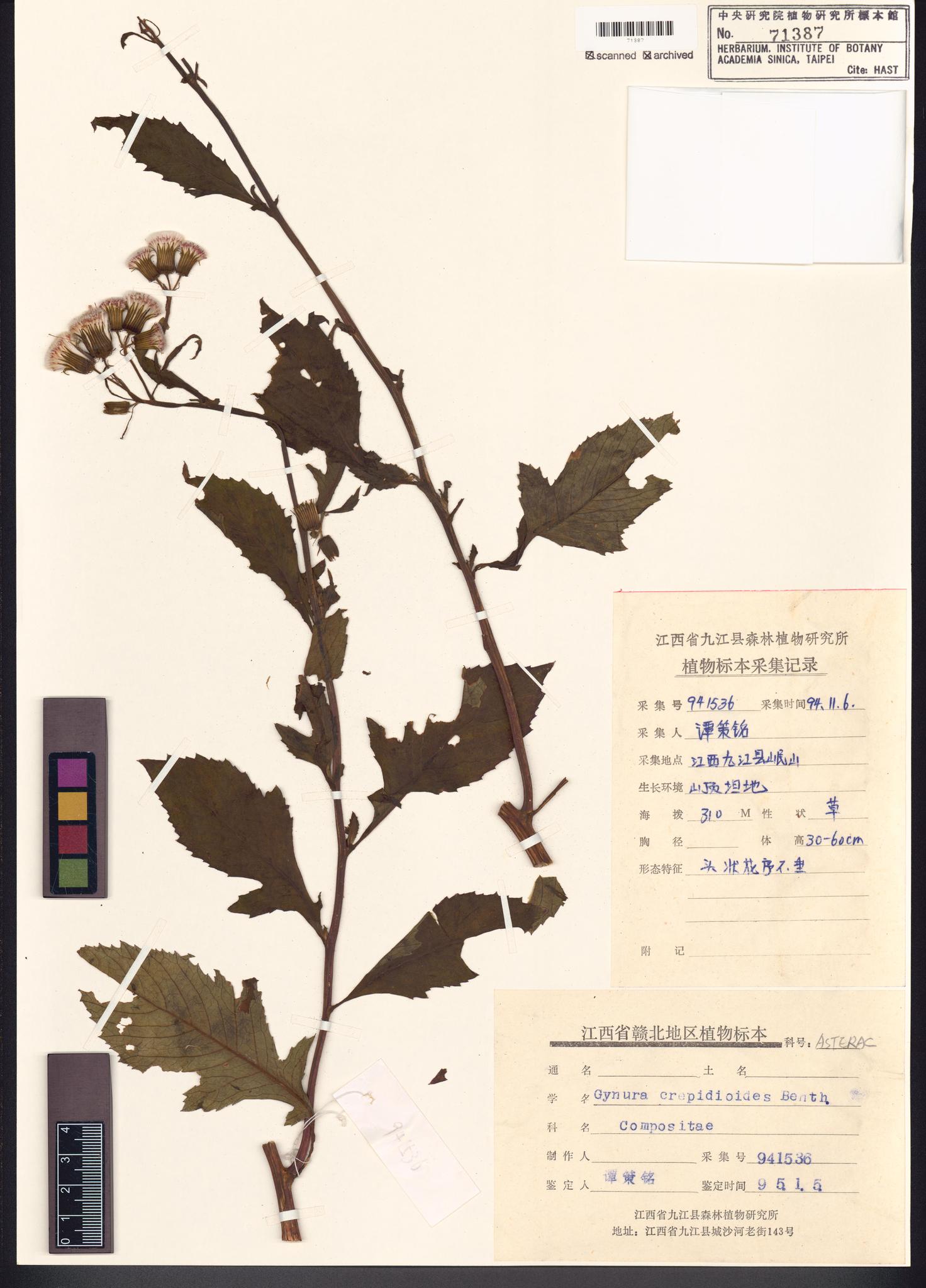 Sample image for viewer