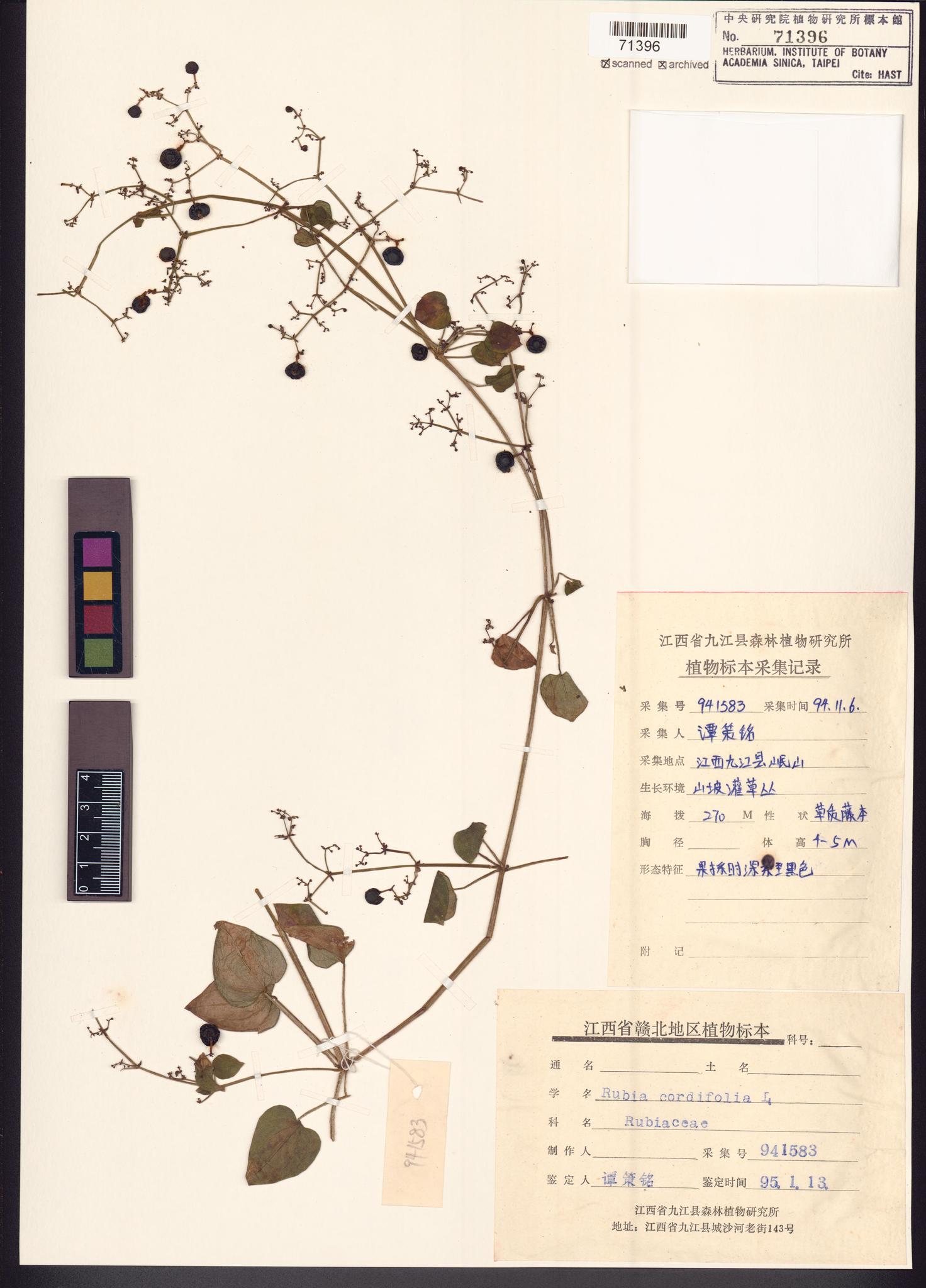 Sample image for viewer