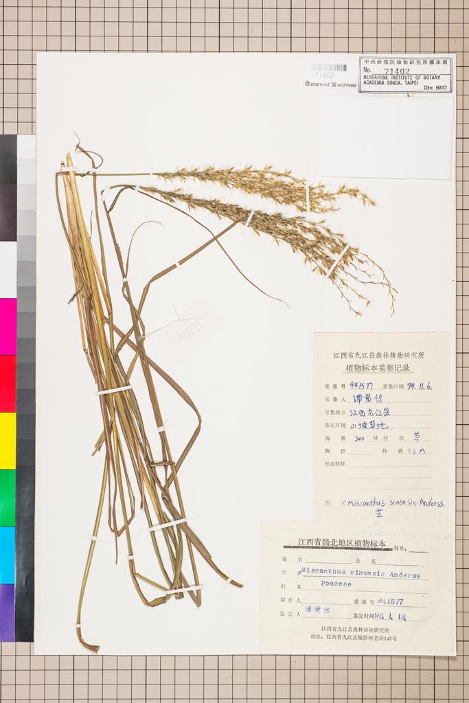 <Unit #111682 Tan, Ce-Ming | 譚策銘 | 941577:: | Miscanthus sinensis Andersson>