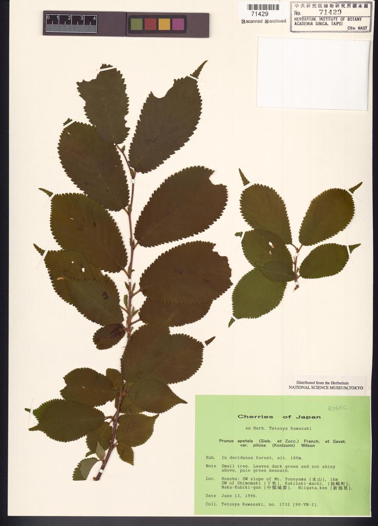<Unit #119880 Kawasaki, Tetsuya |  | 1732(90-YN-2):: | Prunus apetala (Siebold & Zucc.) Franch. & Sav. var. pilosa (Koidz.) E.H.Wilson>