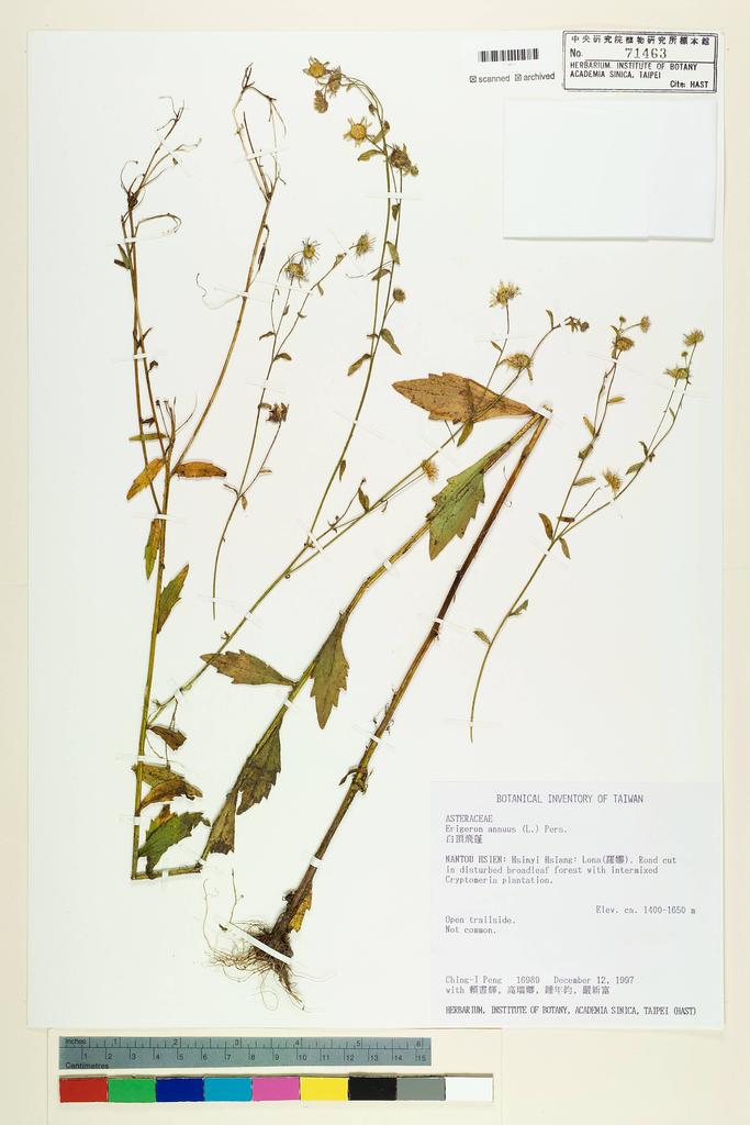 <Unit #27008 Peng, Ching-I | 彭鏡毅 | 16989:: | Erigeron annuus (L.) Pers.>