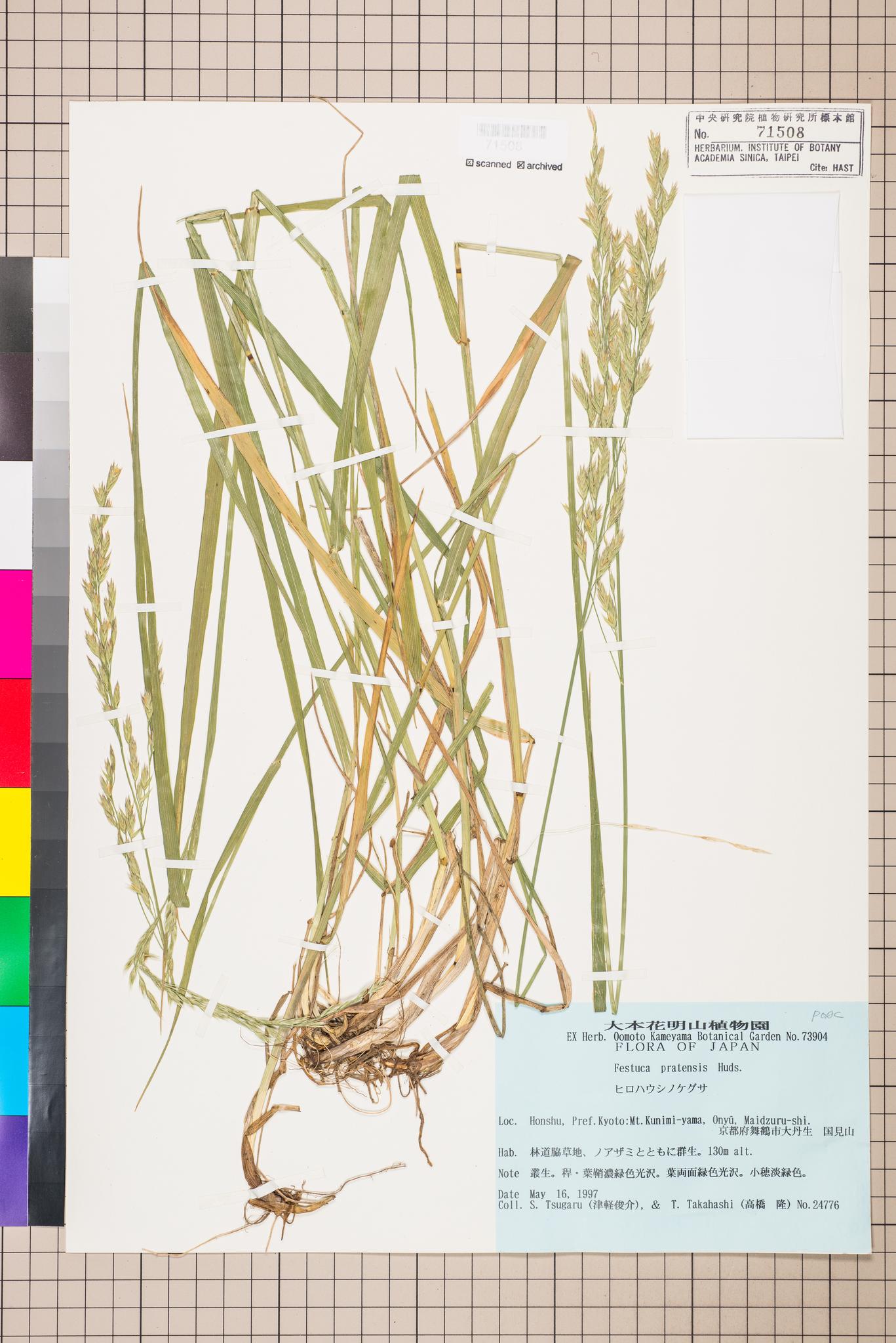 Sample image for viewer