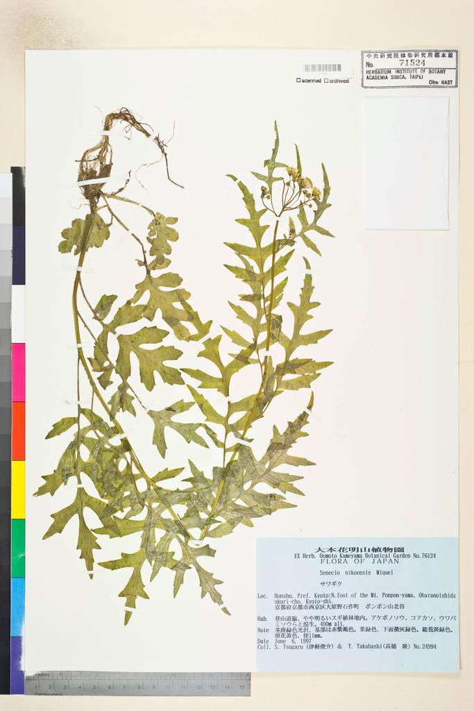 <Unit #115631 Tsugaru, S. | 津軽俊介 | 24994:: | Senecio nikoensis Miq.>