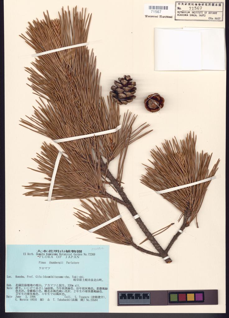 <Unit #99903 Tsugaru, S. | 津軽俊介 | 23584:: | Pinus thunbergii Parl.>