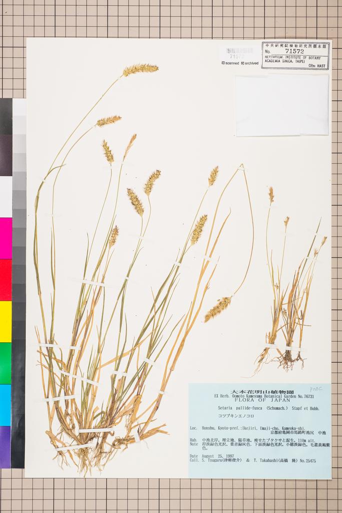 <Unit #115205 Tsugaru, S. | 津軽俊介 | 25475:: | Setaria pallide-fusca (Schumach.) Stapf & C. E. Hubb.>