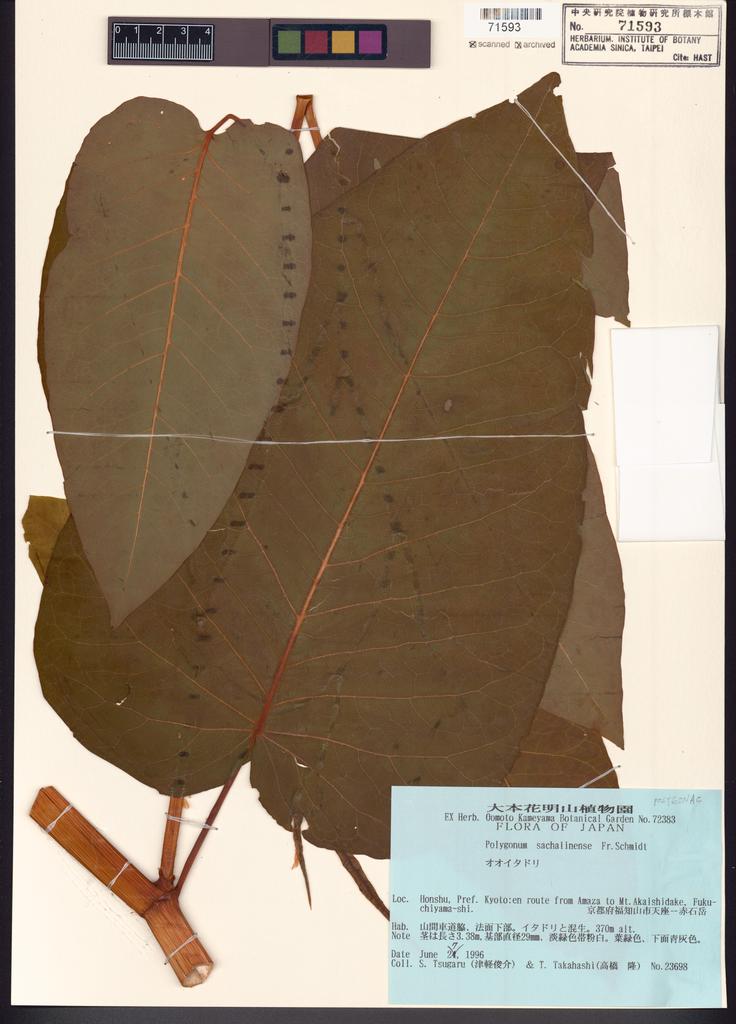 <Unit #121864 Tsugaru, S. | 津軽俊介 | 23698:: | Polygonum>