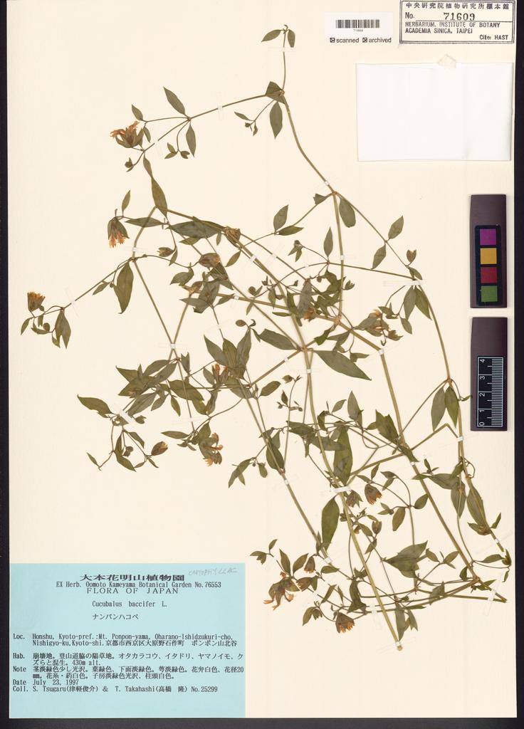 <Unit #123862 Tsugaru, S. | 津軽俊介 | 25299:: | Cucubalus baccifer L.>
