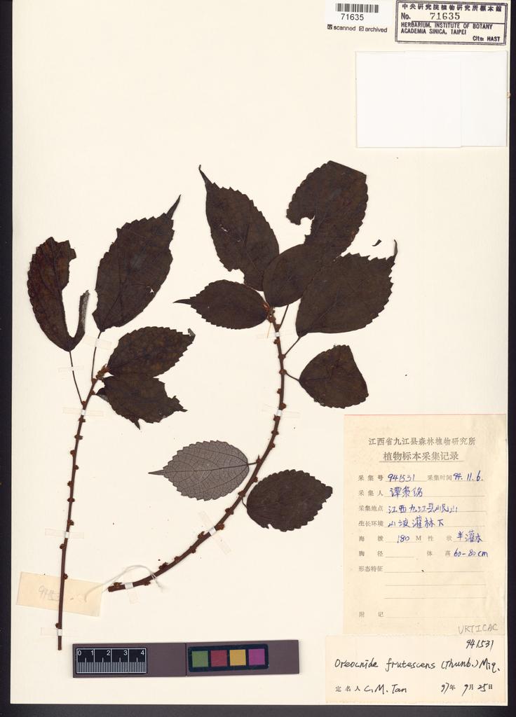 <Unit #100650 Tan, Ce-Ming | 譚策銘 | 941531:: | Oreocnide frutescens (Thunb.) Miq.>