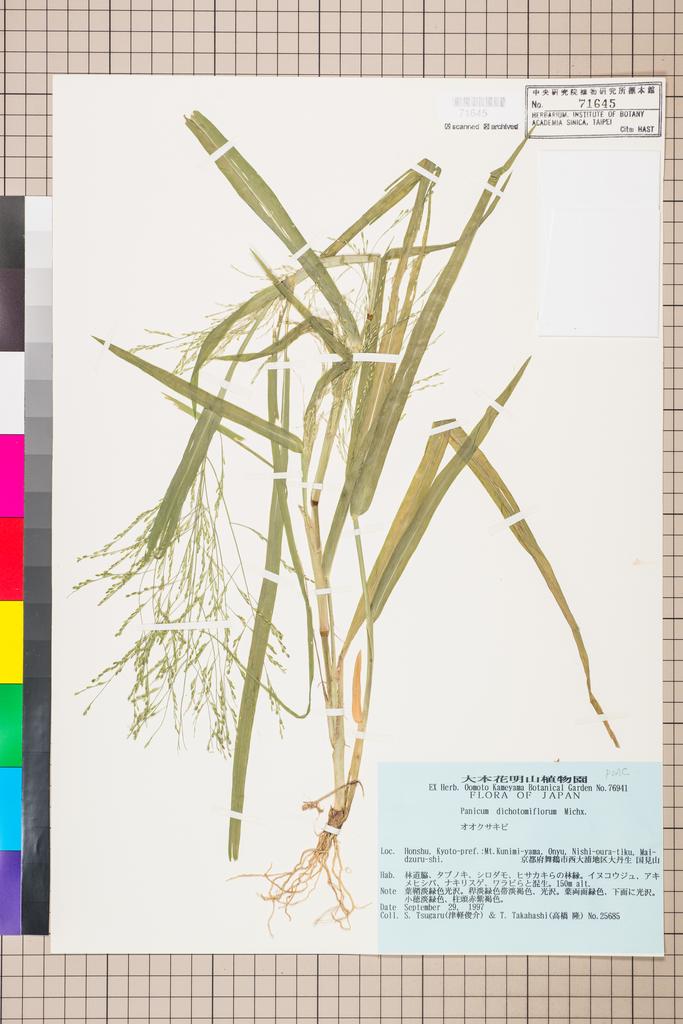 <Unit #112520 Tsugaru, S. | 津軽俊介 | 25685:: | Panicum dichotomiflorum Michx.>