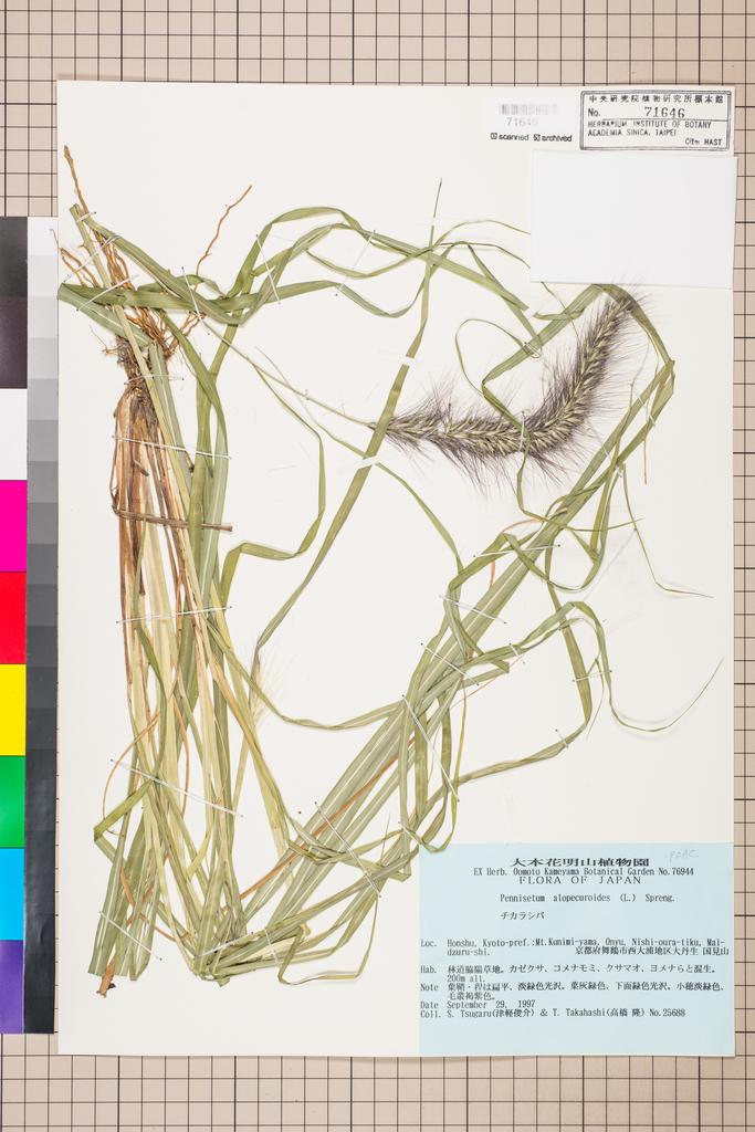 <Unit #112859 Tsugaru, S. | 津軽俊介 | 25688:: | Pennisetum alopecuroides (L.) Spreng.>