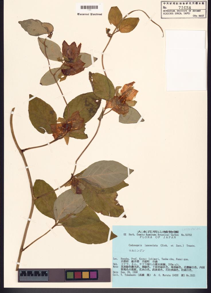 <Unit #122020 Takahashi, T. |  | 2521:: | Codonopsis lanceolata (Siebold & Zucc.) Trautv.>