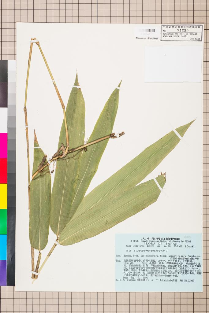 <Unit #114150 Tsugaru, S. | 津軽俊介 | 23962:: | Sasa chartacea (Makino) Makino & Shibata var. mollis (Nakai) S. Suzuki>
