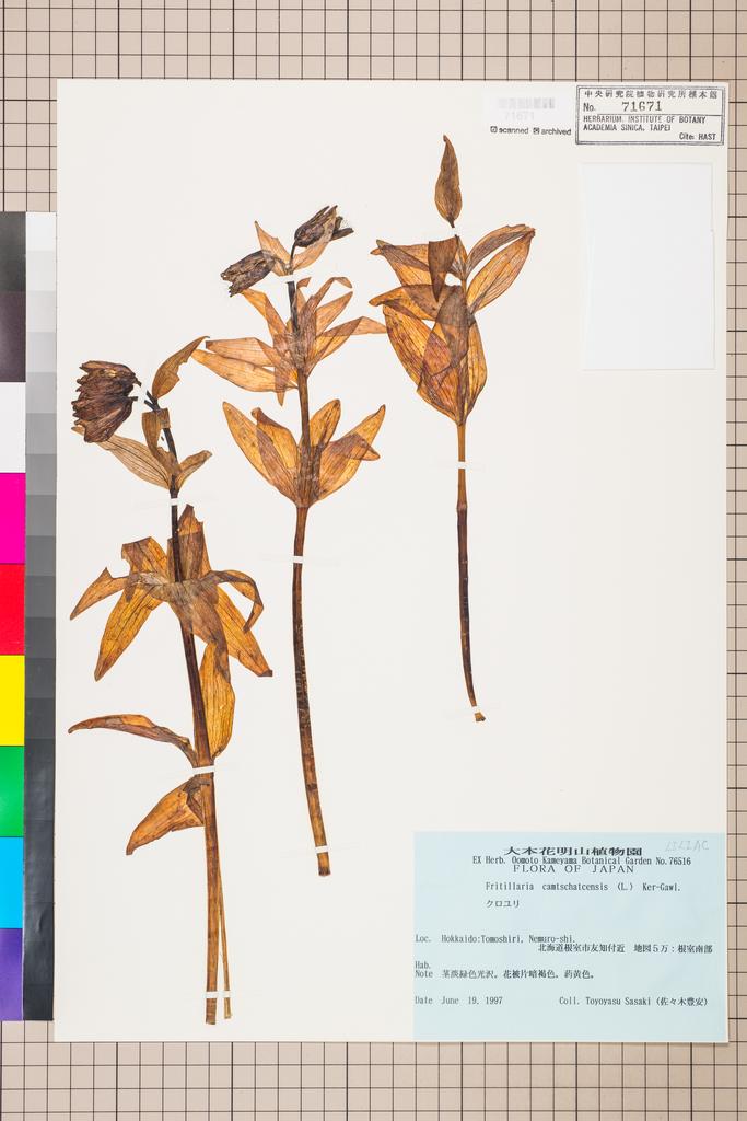 <Unit #107925  | :: | Fritillaria camschatcensis (L.) Ker Gawl.>