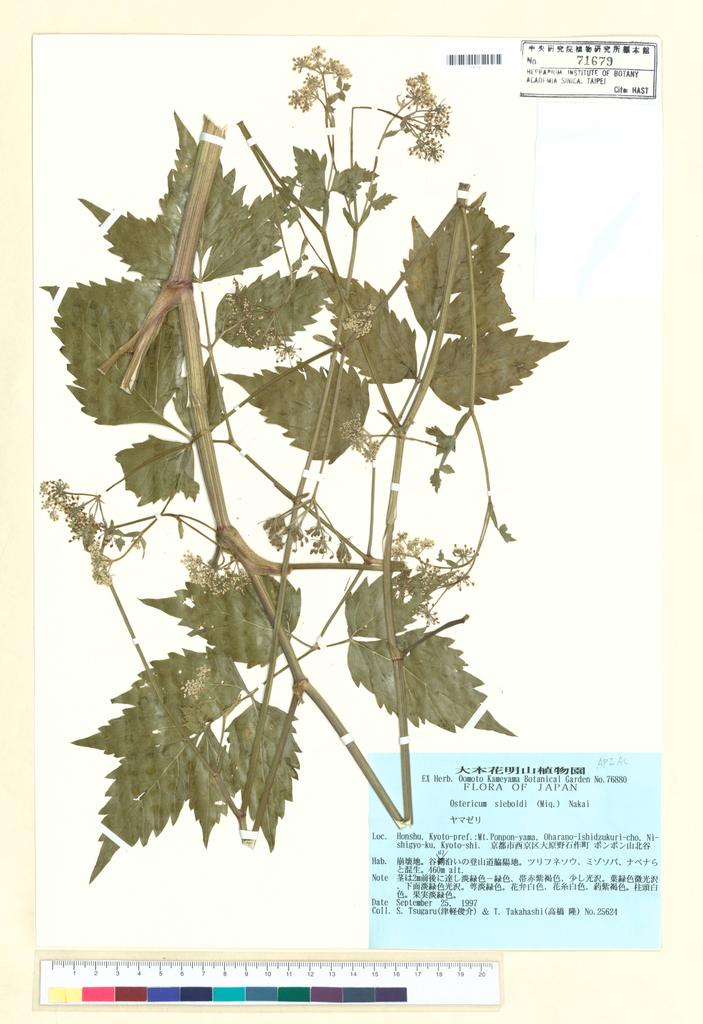 <Unit #99240 Tsugaru, S. | 津軽俊介 | 25624:: | Ostericum sieboldii (Miq.) Nakai>
