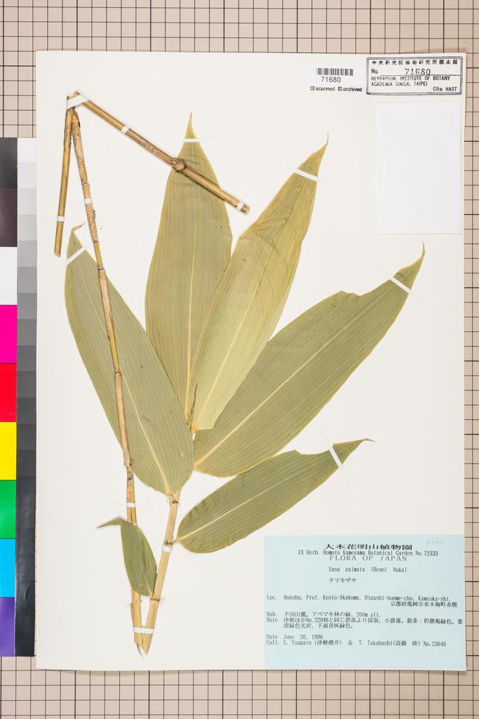 <Unit #114608 Tsugaru, S. | 津軽俊介 | 23648:: | Sasa palmata (Bean) Nakai>
