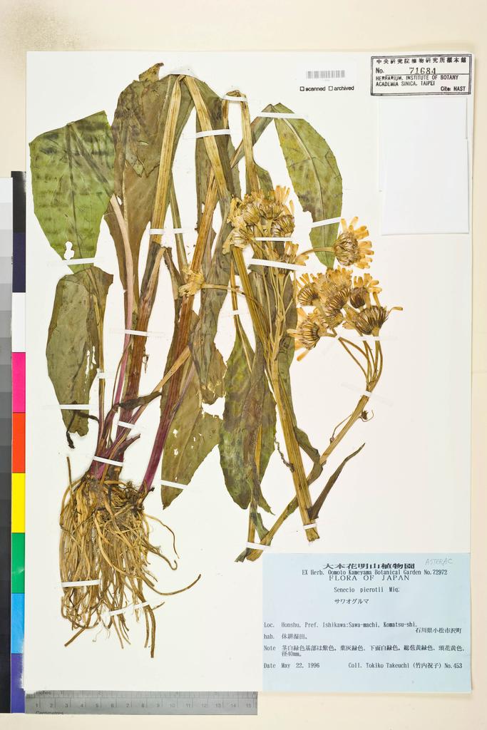 <Unit #115671  | 453:: | Senecio pierotii Miq.>