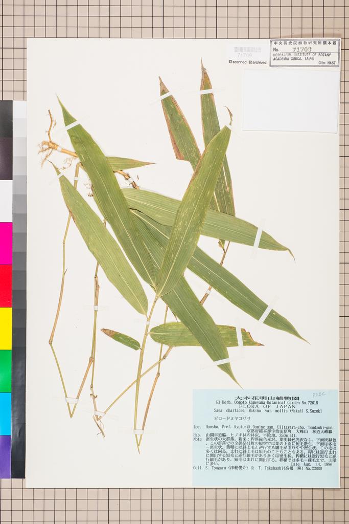 <Unit #114149 Tsugaru, S. | 津軽俊介 | 23880:: | Sasa chartacea (Makino) Makino & Shibata var. mollis (Nakai) S. Suzuki>