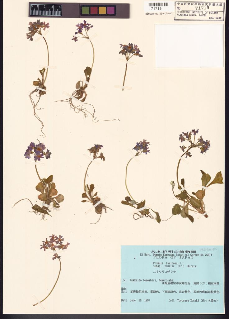<Unit #122743  | :: | Primula farinosa L.>