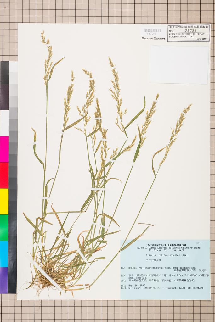 <Unit #116820 Tsugaru, S. | 津軽俊介 | 24769:: | Trisetum bifidum (Thunb.) Ohwi>