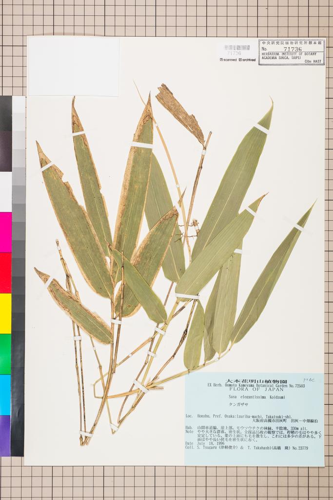 <Unit #114158 Tsugaru, S. | 津軽俊介 | 23779:: | Sasa elegantissima Koidz.>