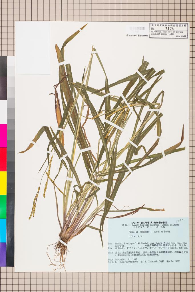 <Unit #112768 Tsugaru, S. | 津軽俊介 | 25552:: | Paspalum thunbergii Kunth ex Steud.>