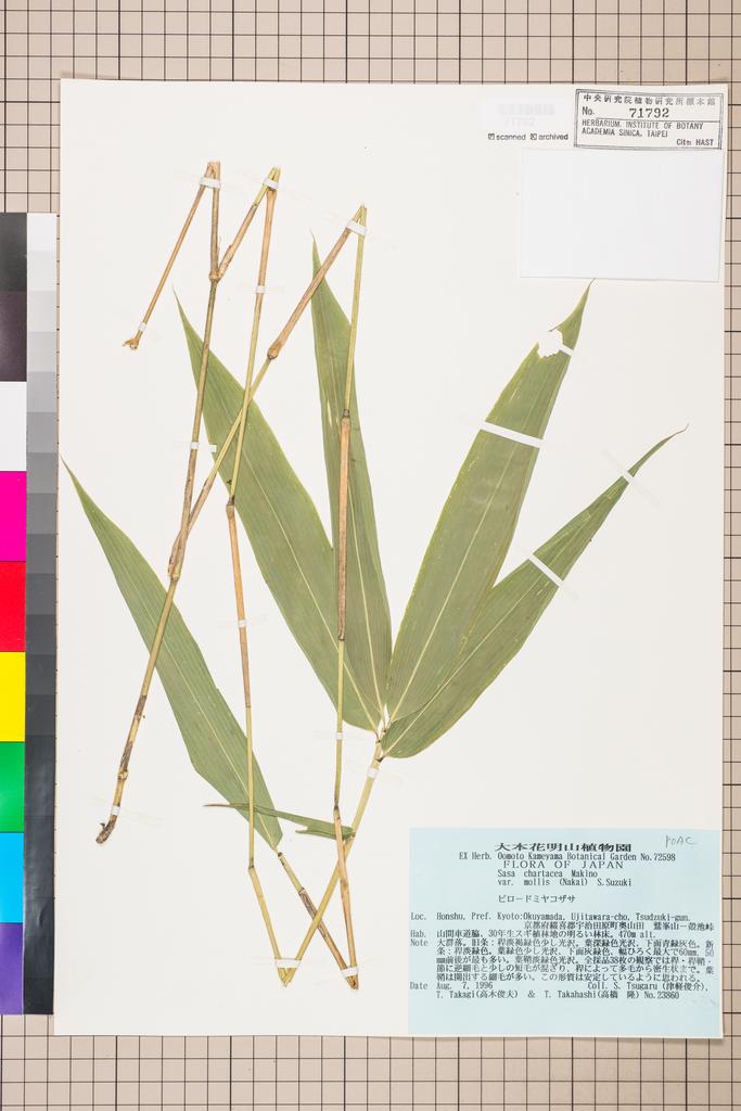 <Unit #114140 Tsugaru, S. | 津軽俊介 | 23860:: | Sasa chartacea (Makino) Makino & Shibata var. mollis (Nakai) S. Suzuki>