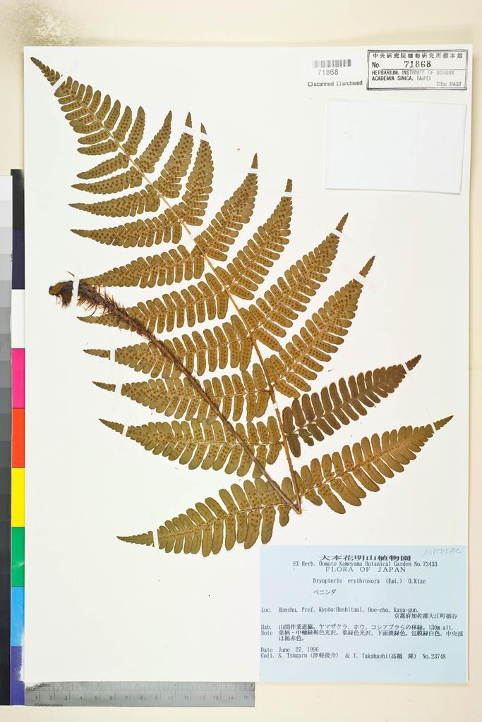 <Unit #128992 Tsugaru, S. | 津軽俊介 | 23748:: | Dryopteris erythrosora (D. C. Eaton) Kuntze>