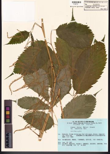 Aruncus dioicus (Walter) Fernald var. tenuifolius (Nakai ex H. Hara) H. Hara