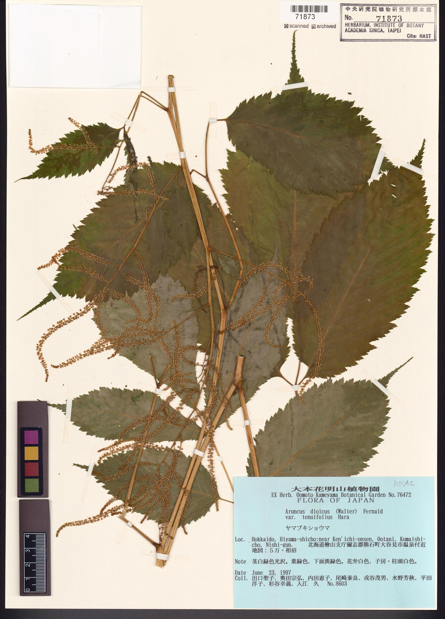 Specimen image