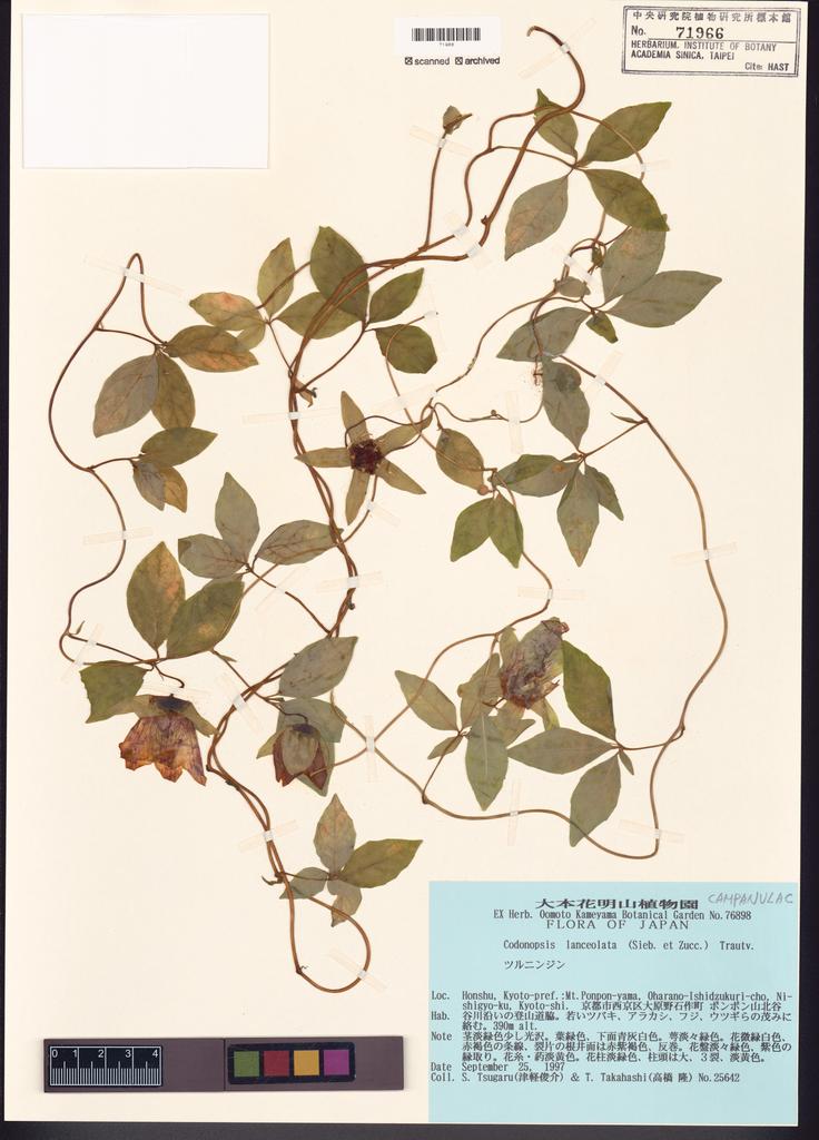 <Unit #122021 Tsugaru, S. | 津軽俊介 | 25642:: | Codonopsis lanceolata (Siebold & Zucc.) Trautv.>