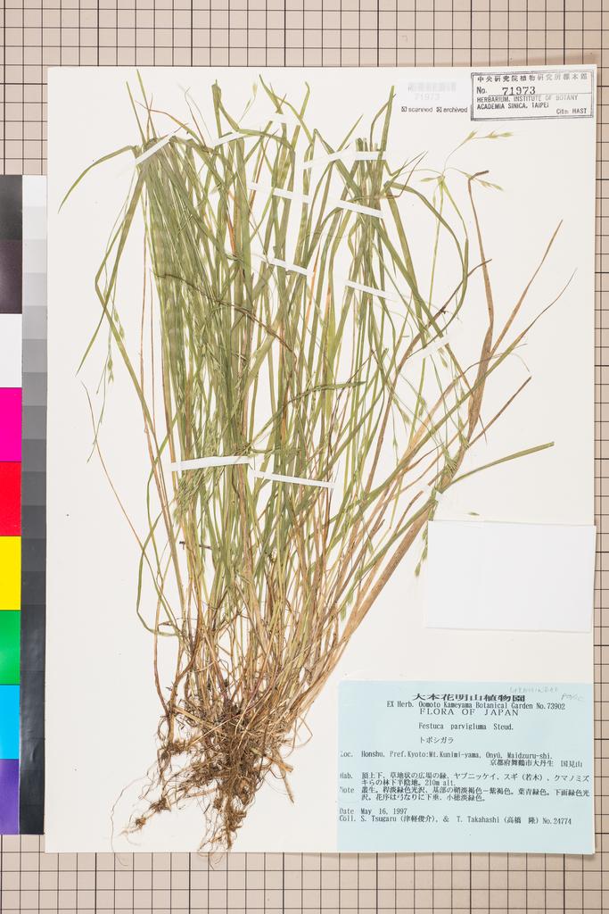 <Unit #110833 Tsugaru, S. | 津軽俊介 | 24774:: | Festuca parvigluma Steud.>