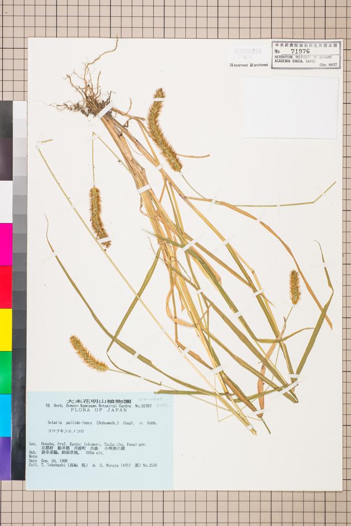 <Unit #115208 Takahashi, T. |  | 2536:: | Setaria pallide-fusca (Schumach.) Stapf & C. E. Hubb.>