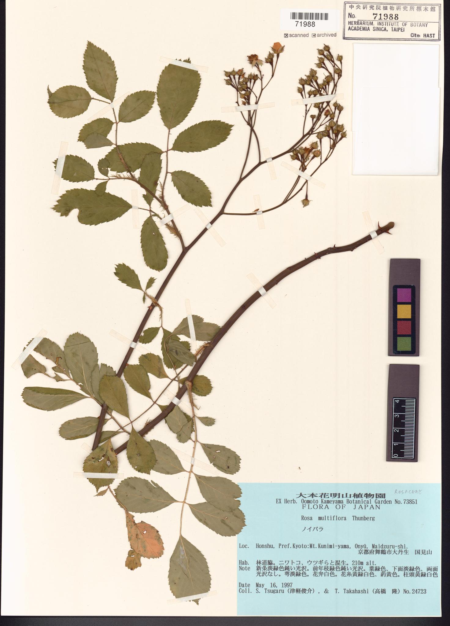 Sample image for viewer