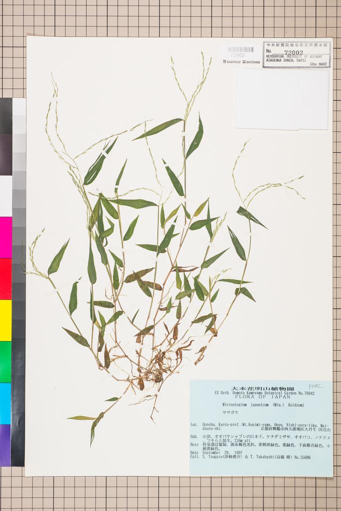 <Unit #111585 Tsugaru, S. | 津軽俊介 | 25686:: | Microstegium japonicum (Miq.) Koidz.>