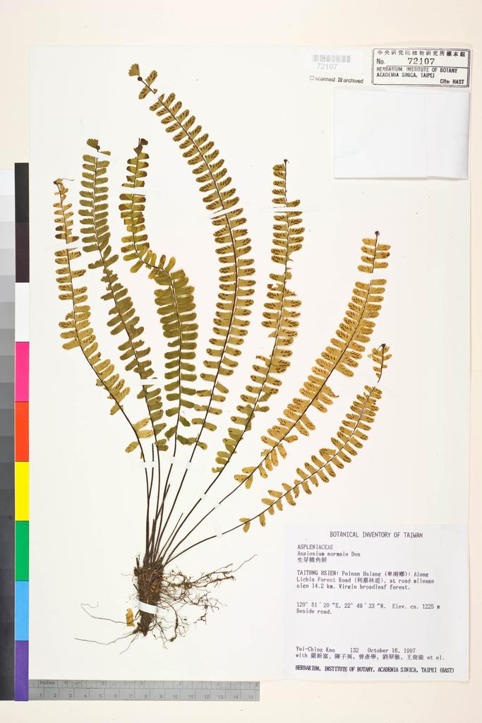 <Unit #8090 Kao, Yui-Ching | 高瑞卿 | 132:: | Asplenium normale D. Don>