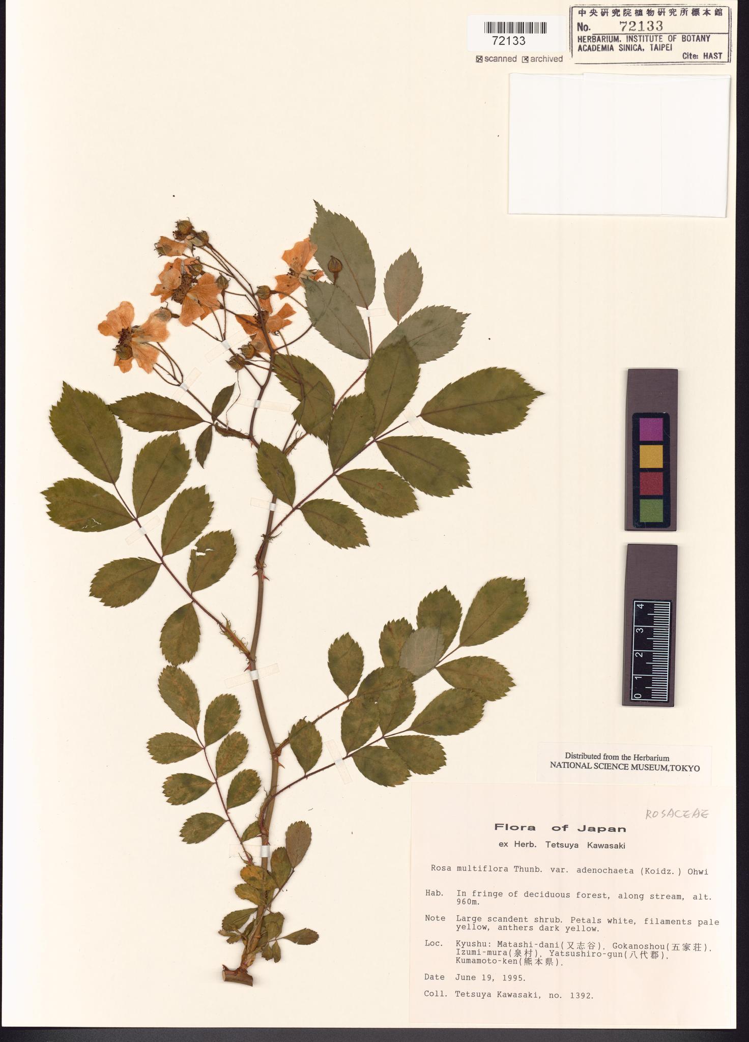 Sample image for viewer