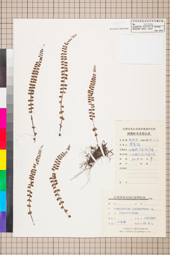 <Unit #128363 Tan, Ce-Ming | 譚策銘 | 941134A:: | Asplenium trichomanes L.>