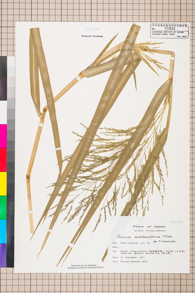<Unit #112535 Kawasaki, Tetsuya |  | 4069:: | Panicum dichotomiflorum Michx.>
