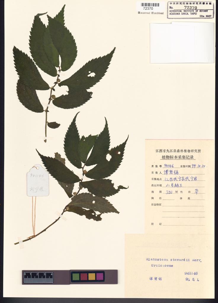 <Unit #100538 Tan, Ce-Ming | 譚策銘 | 941146:: | Elatostema stewardii Merr.>